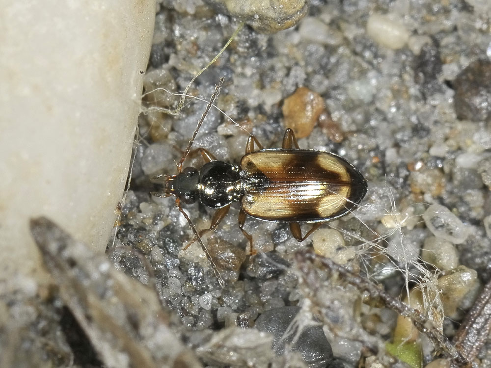 Ocydromus femoratus